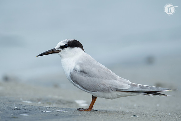 Common tern (Sterna hirundo) _RAD8868