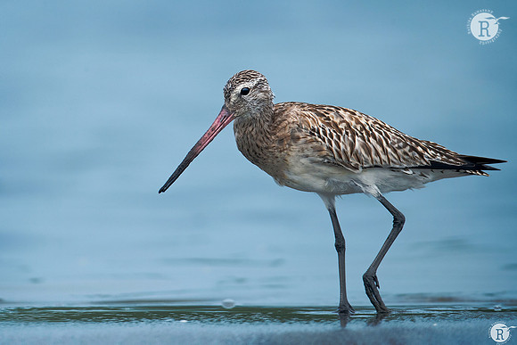 Bar-tailed godwit (Limosa lapponica)_RAD8962