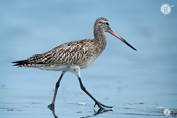 Bar-tailed godwit (Limosa lapponica)_RAD8967