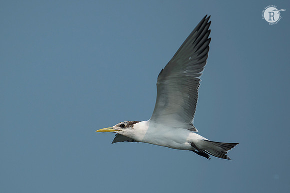 Greater crested tern (Thalasseus bergii)_RAD9395