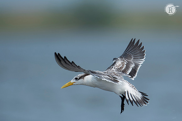 Greater crested tern (Thalasseus bergii)_RAD9549