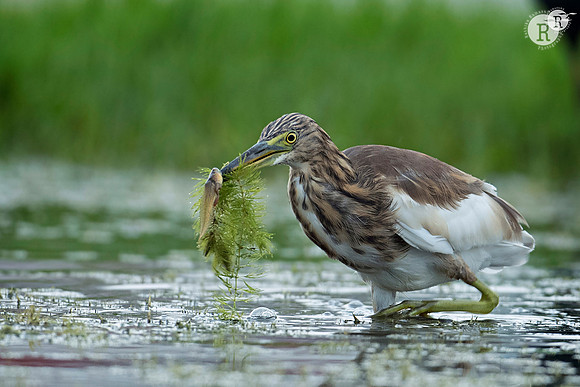 Pond heron_RAD7871