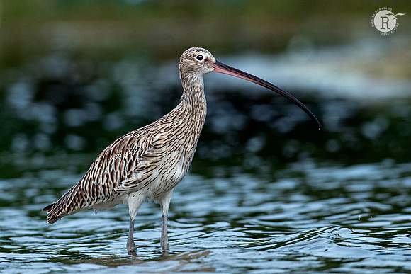 Eurasian Curlew_RAD8566