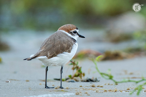 Kentish Plover_RAD8611
