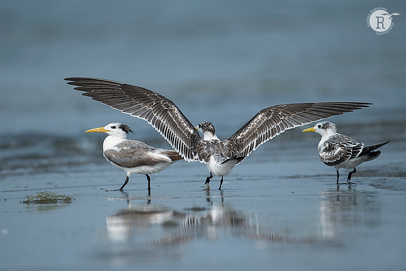 Greater crested tern (Thalasseus bergii)_RAD9434