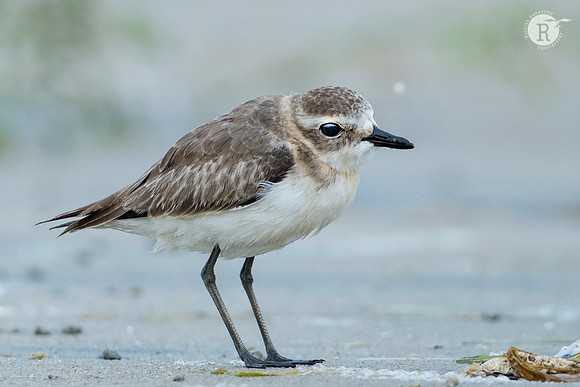 Kentish Plover_RAD8605