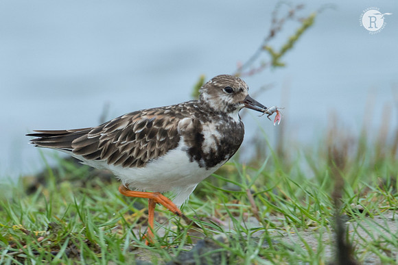 Rudy Turnstone_RAD8813