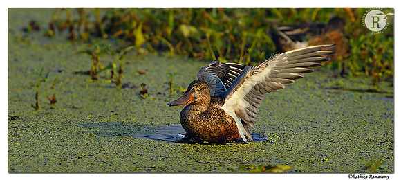 Northern Shoveler (Anas clypeata)_D4R1487