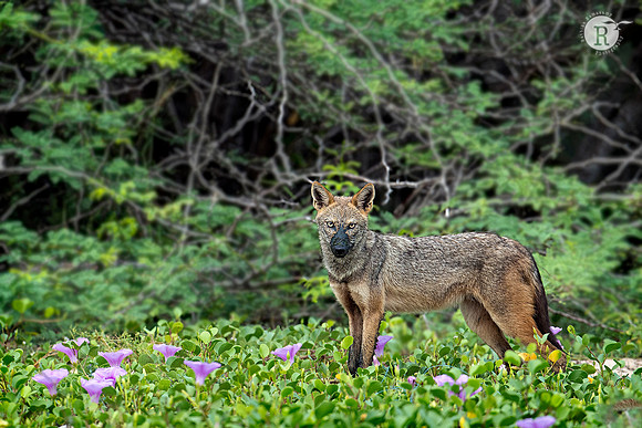 Jackal_RAD9102