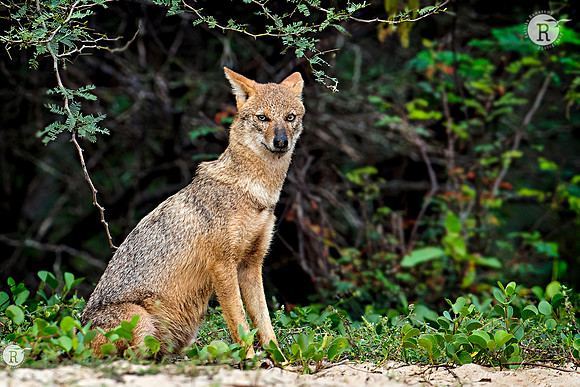 Jackal_RAD9110