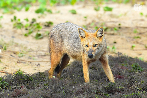 Jackal_RAD9114