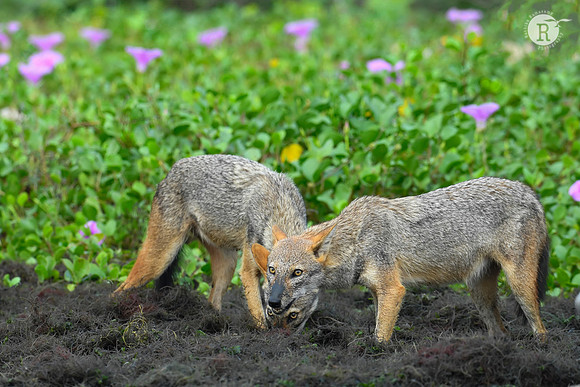 Jackal_RAD9099