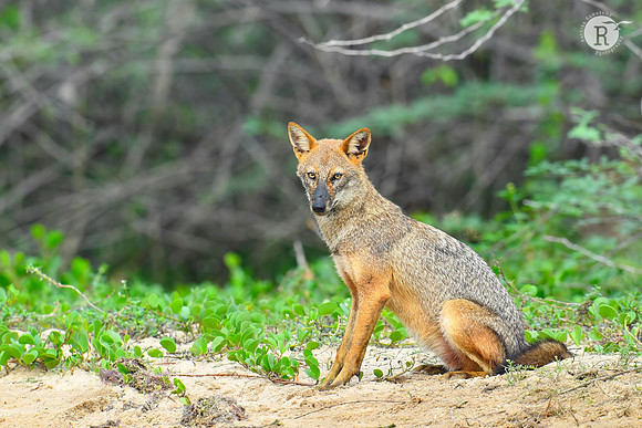 Jackal_RAD9121