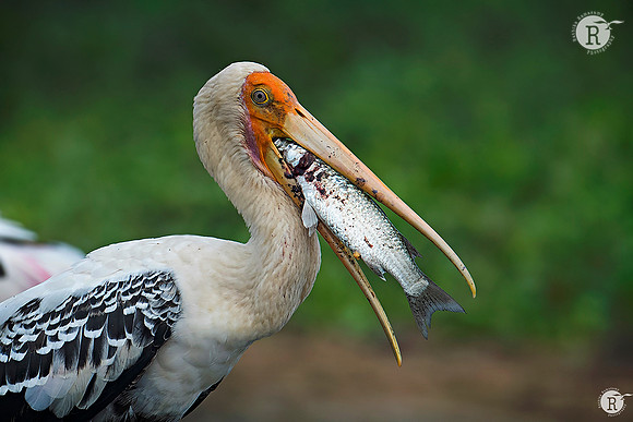 Painted stork_RAD9008