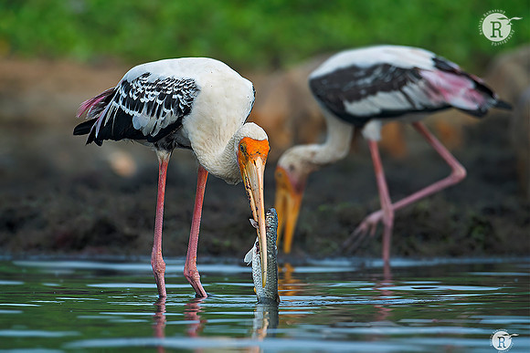 Painted stork_RAD9011