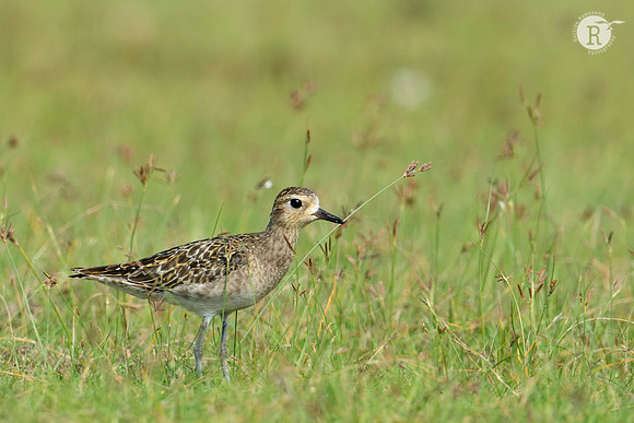 Long Toed stint_RAD9231
