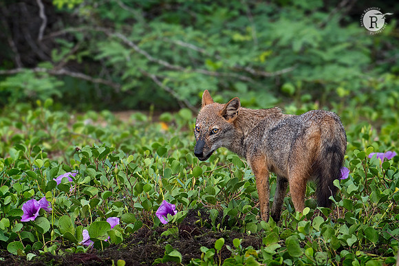 web-Jackal_RAD9111