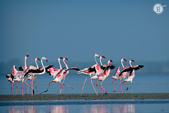 Lesser flamingo (Phoenicoparrus minor)_D550661