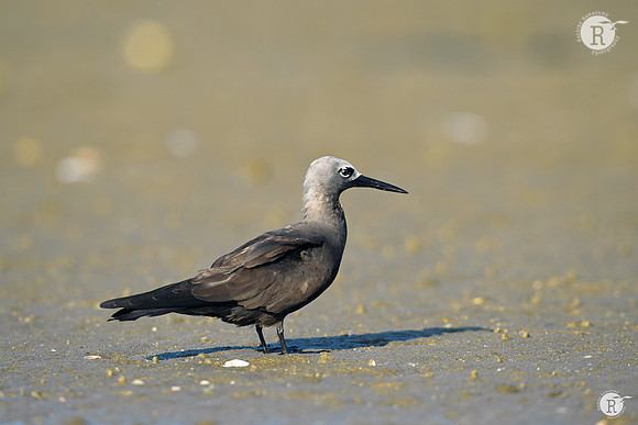 Lesser noddy (Anous tenuirostris)