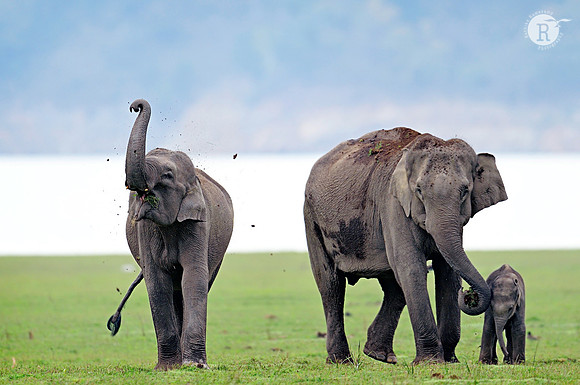 Asian elephant (Elephas maximus)_D4S8633