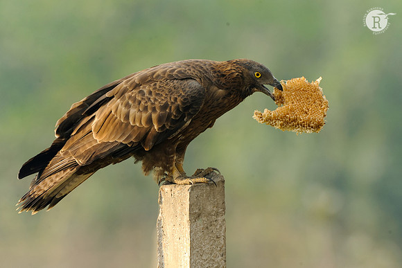 Honey buzzard_DD33521