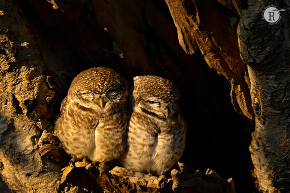 Spotted owlet_BHR4554