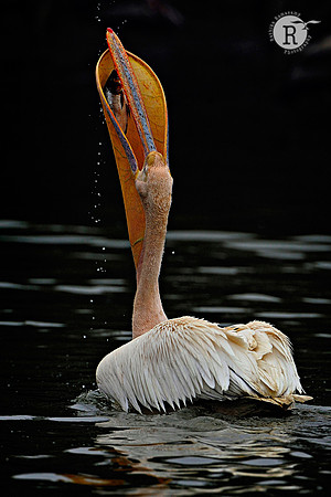 Art of fishing-Pelican