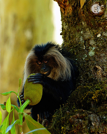 Lion-tailed macaque