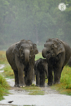 Elephants in the rain