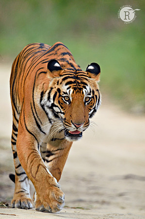 Corbett-Tiger