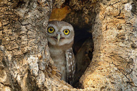 Peek a boo-Spotted owlet