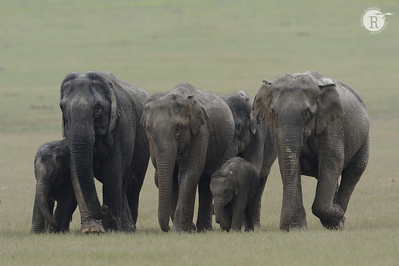 Elephant-Family