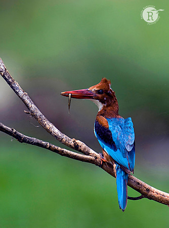 White-throated Kingfisher (Halcyon smyrnensis)