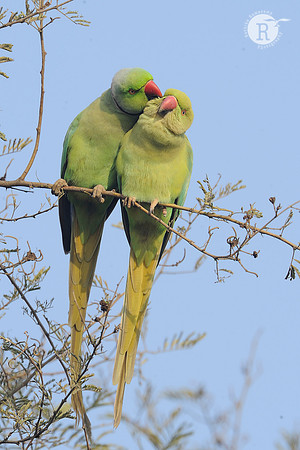 Rose ringed parakeet_DD35579