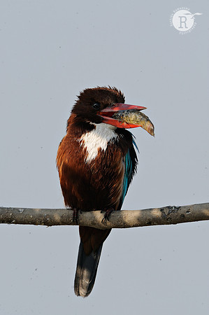 White throated kingfisher_DD34240