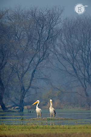 Pelican land