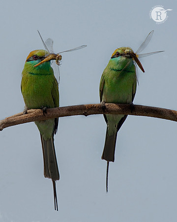 Green Bee-eater( Merops orientalis)