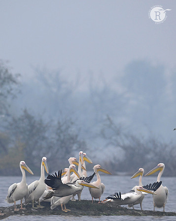 Pelican_DSC7857