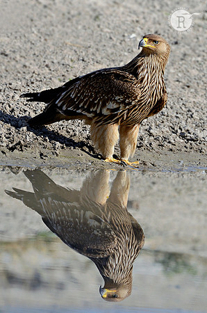 Eastern Imperial Eagle (Aquila heliaca)-Juvenile