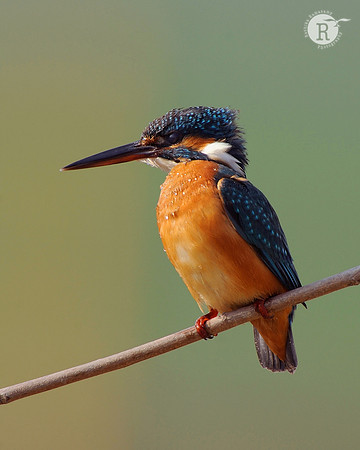 Common Kingfisher(Alcedo atthis)
