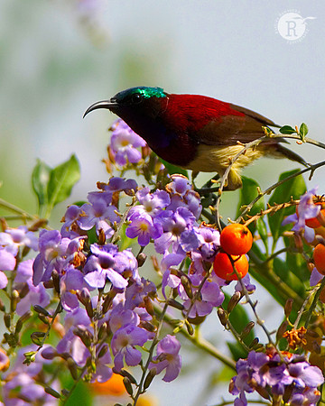 Crimson-backed Sunbird (Leptocoma minima)