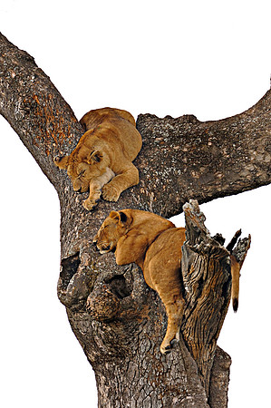 Lion cubs