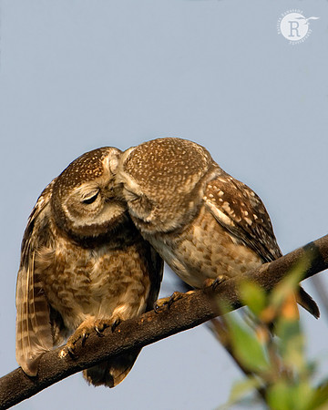 Spotted Owlet (Athene brama)