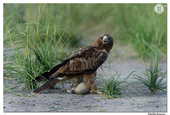 Booted Eagle (Aquila pennata)_D4R3388