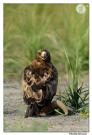 Booted Eagle (Aquila pennata)_D4R3372