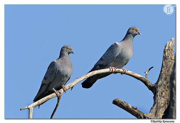 Yellow-eyed Pigeon  (Columba eversmanni)_D4R4054