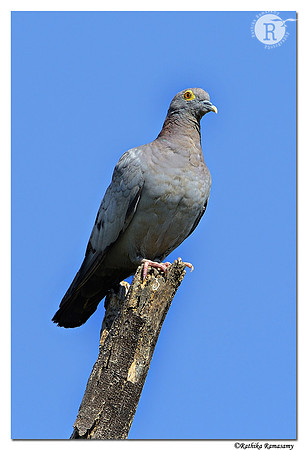Yellow-eyed Pigeon  (Columba eversmanni)_D4R4068