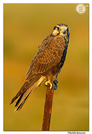 Laggar-Falcon-(Falco-jugger)-Juv_D4R2863