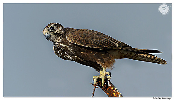 Laggar Falcon (Falco jugger)_D4R4032