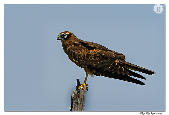 Montagu's Harrier (Circus pygargus)-Female_D4R2588